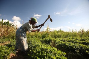 Photo Credit: ILRI/Mann