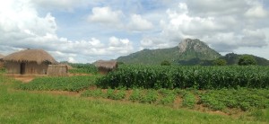 malawi maize feilds IFPRI Aberman 2014