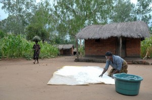 Woman drying maize in Malawi (Source: CIMMYT 2012)