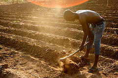 Field preparation in Nanthenje, Lilongwe (Photo credit: Stephen Morrison, AusAID 2009) 