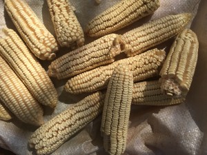 Maize in Malawo, Photo: N. Aberman IFPRI 2015