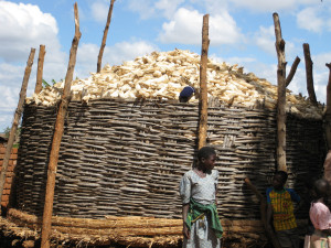 Maize storage (Source: khym54, 2010 (flic.kr/p/86Adpq))