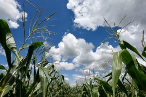 Maize crop in Malawi. (Credit: N.Palmer/ CIAT)