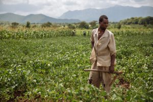 Photo credit: M.Mitchell/IFPRI, Malawi field visit 2016