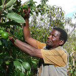 Nelson Mkwaila introduced fertilizer trees in his maize and fruits fields