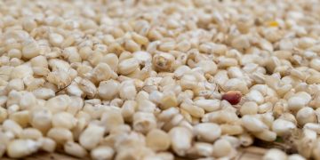 IFPRI Maize market report January 2025