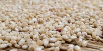 IFPRI Maize market report September 2024