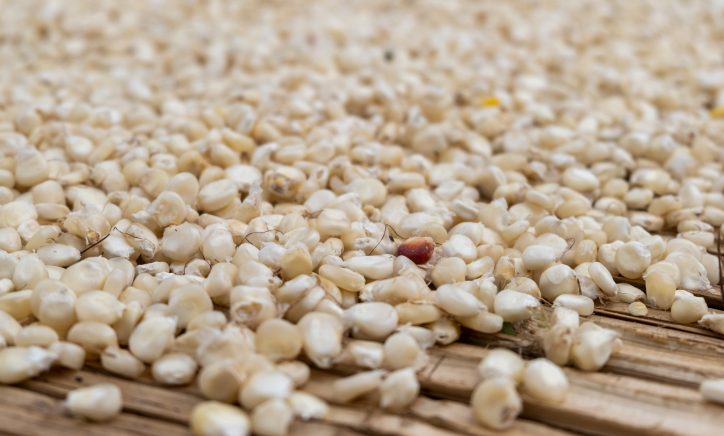 IFPRI Maize market report September 2024