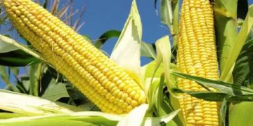 IFPRI Maize market report June 2024