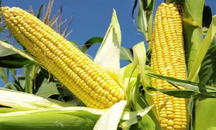 IFPRI Maize market report June 2024
