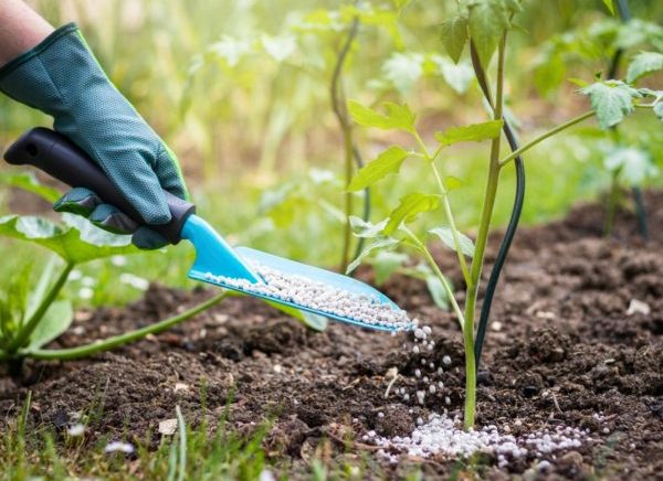 Targeting fertilizer subsidies: Five lessons for sustainable and equitable policy reform