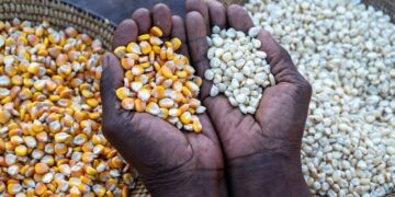 IFPRI Maize market report May 2026