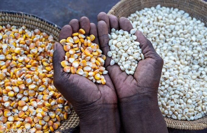 IFPRI Maize market report May 2026