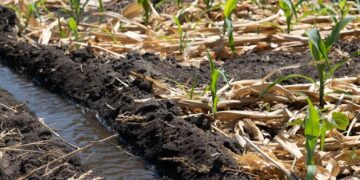 Working Paper 56: Linking Malawian smallholders to larger-scale agribusiness enterprises for inclusive development: A conceptual critique of the anchor enterprise model