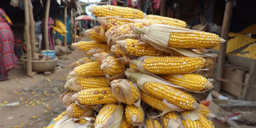 IFPRI Maize market report December 2024