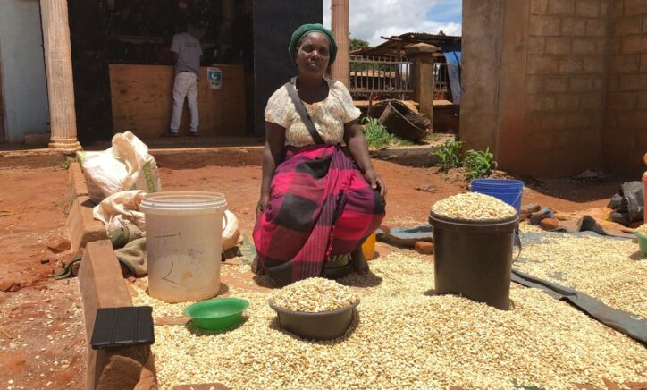 IFPRI Maize market report January 2026