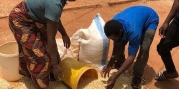 IFPRI Maize market report February 2026
