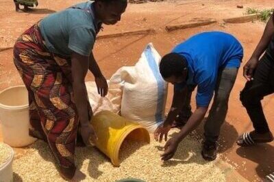 IFPRI Maize market report February 2026