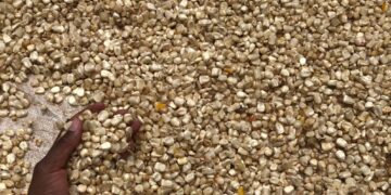 IFPRI Maize market report March 2026