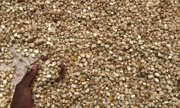 IFPRI Maize market report March 2026