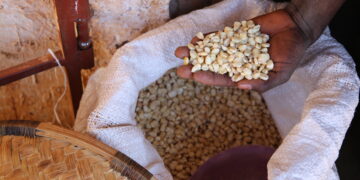 IFPRI Maize market report August 2026
