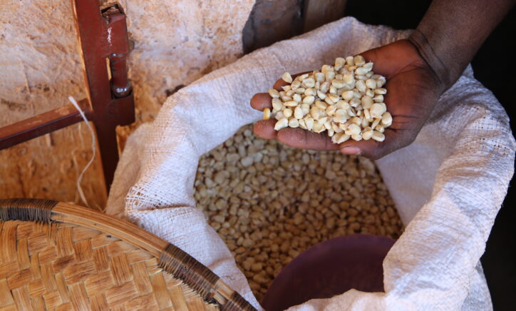 IFPRI Maize market report August 2026