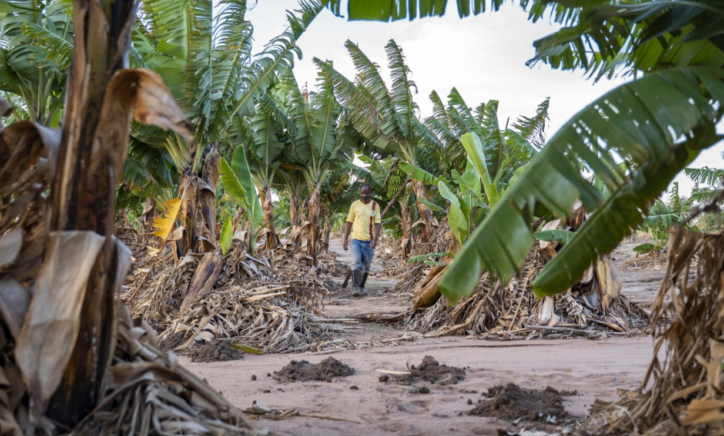 El Niño and rising fertilizer costs: How vulnerable is Malawi in 2027?